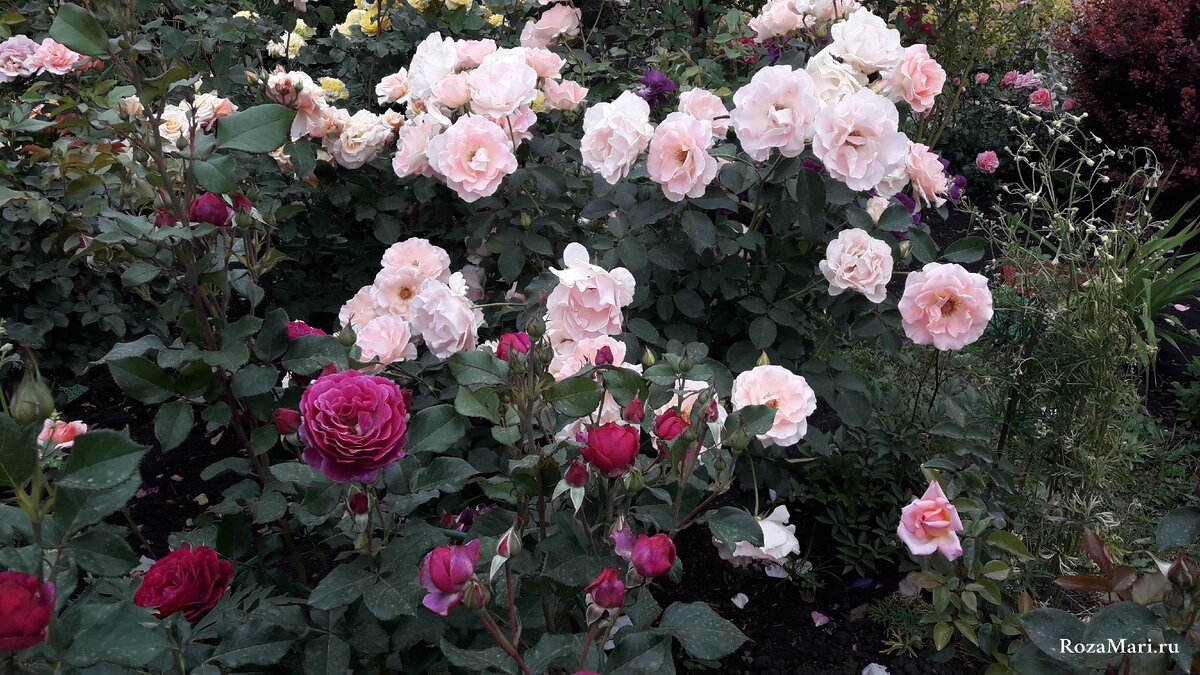 Розы Шрабы в моем саду