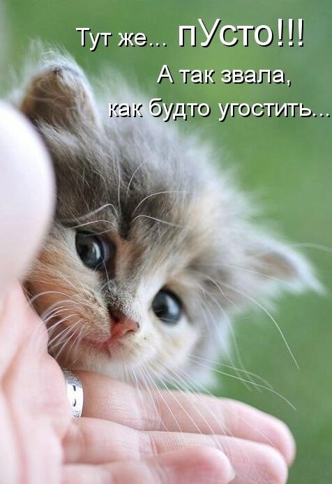 Прикольные милые картинки с надписями