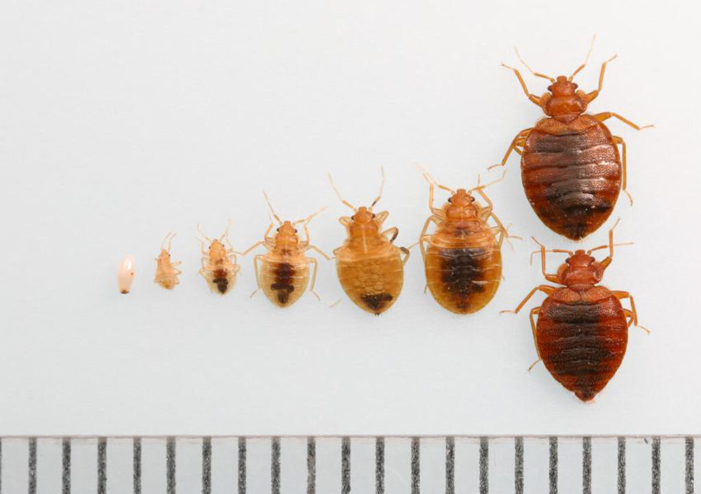 Как выглядят клопы фото