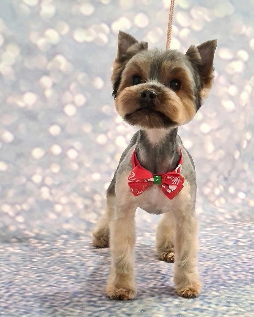 Знакомьтесь, Буся!