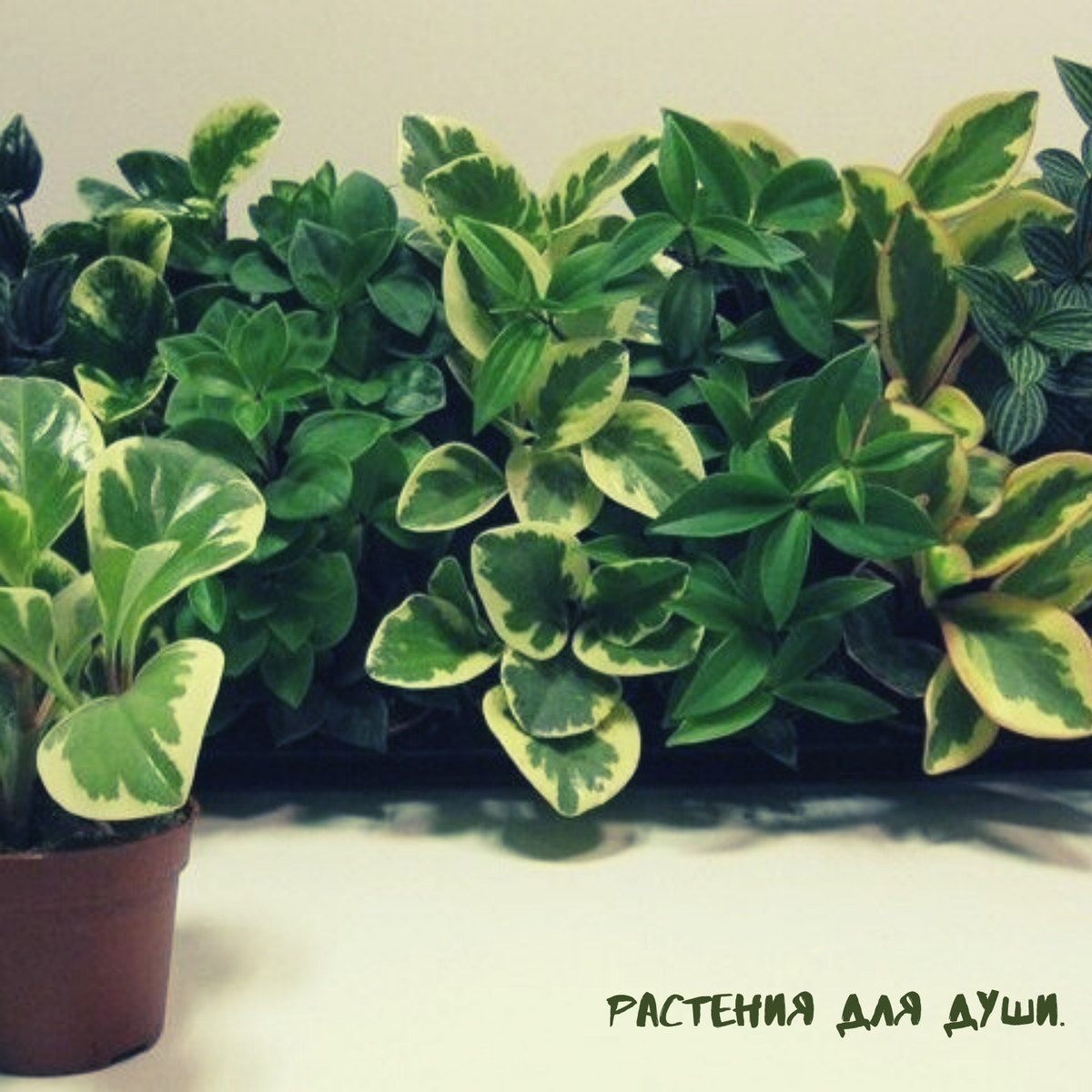 Азы удобрения комнатных растений: комнатные растения с декоративными листьями.