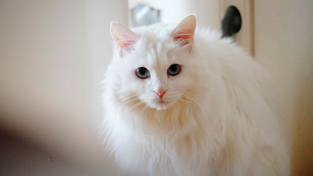 Белые кошки с голубыми глазами. ТОП 5 пород! | Бетховен - сеть зоомагазинов  | Дзен