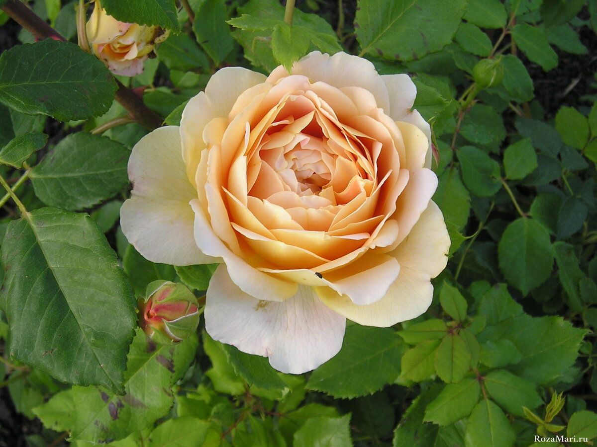 Golden Celebration и William Morris - Две розы Д. Остина, тронувшие душу
