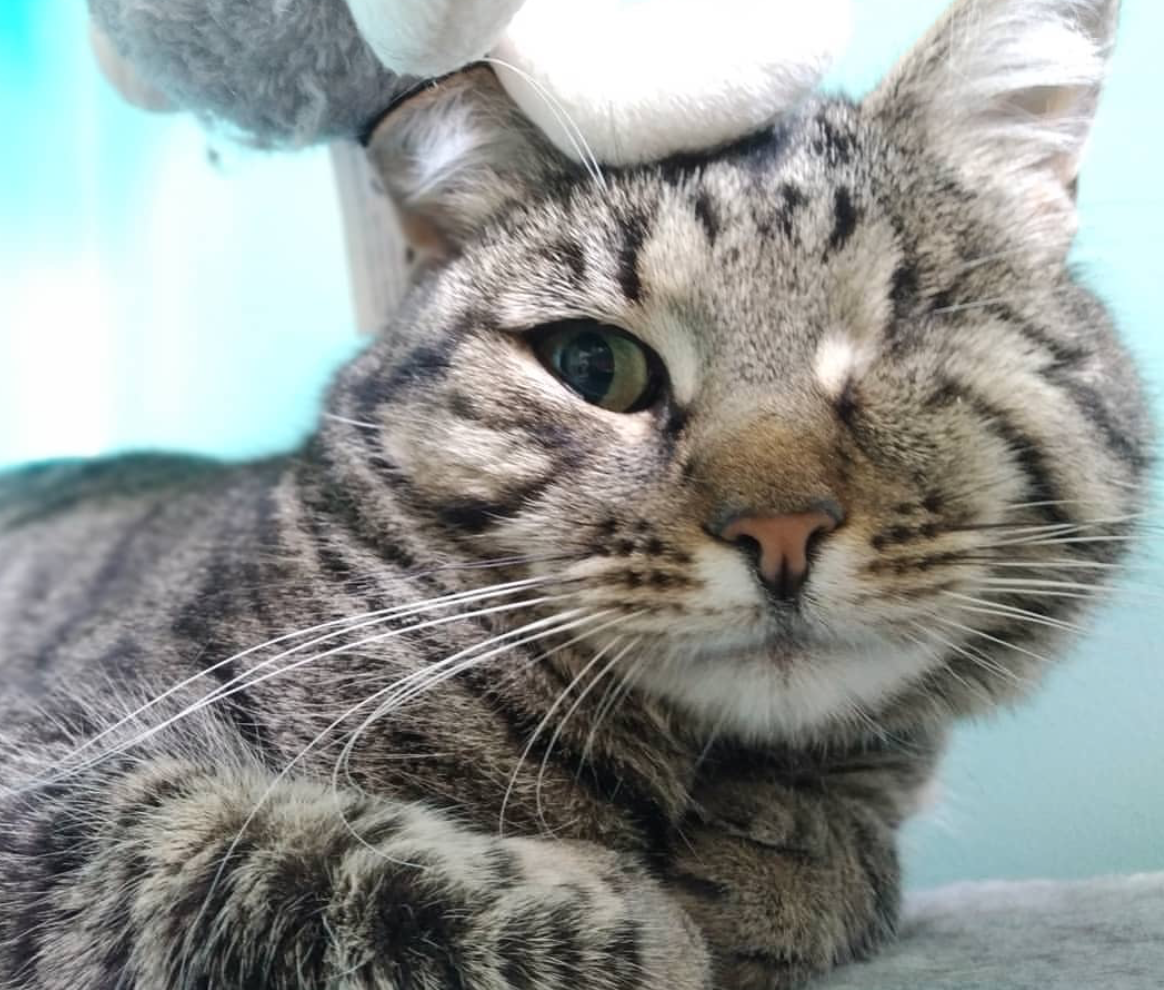 Нежная кошечка с одним глазиком