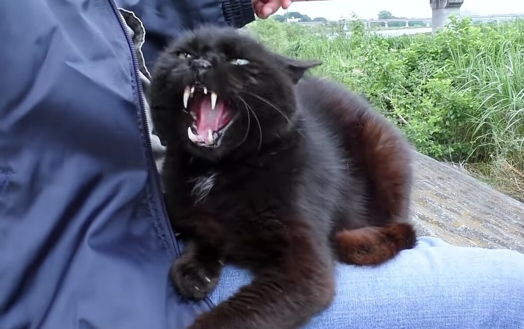 Кот Дракулы