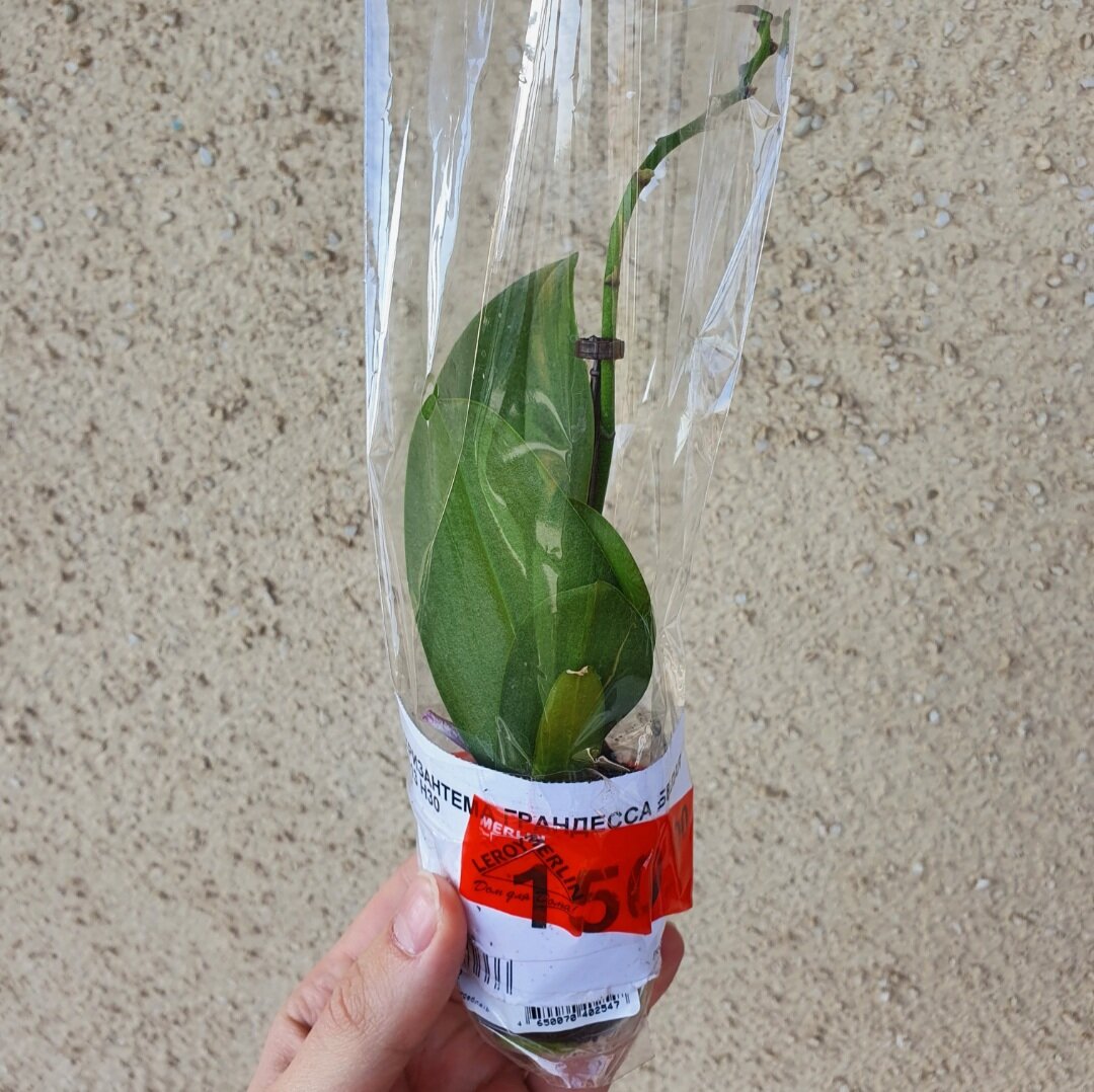 Орхидей в 5 горшке я давно не видел