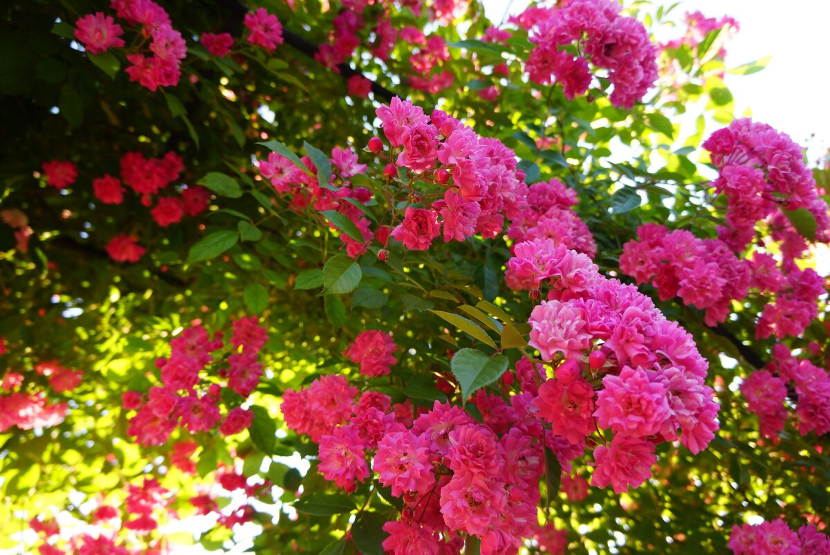 Цветки появляются в крупных кистях по 30-50 шт