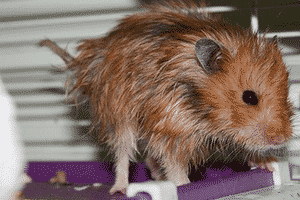 прятать его от вентилятора и открытых окон;