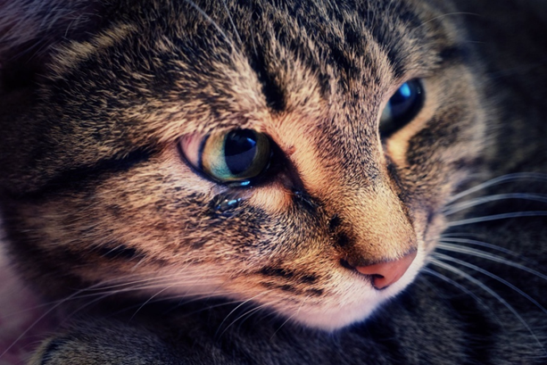 Почему у кошки слезятся глаза? Разбираем причины | Бетховен - сеть  зоомагазинов | Дзен