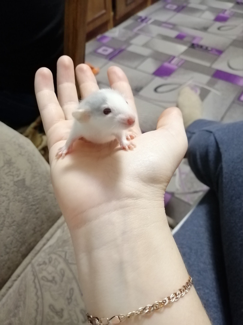 Фото крыски примерно 2 недели