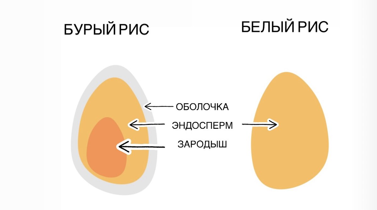 Белый рис и Бурый рис - реальный разбор мифов и правды. | ПроЗДОРОВЬЕ.РУ |  Дзен