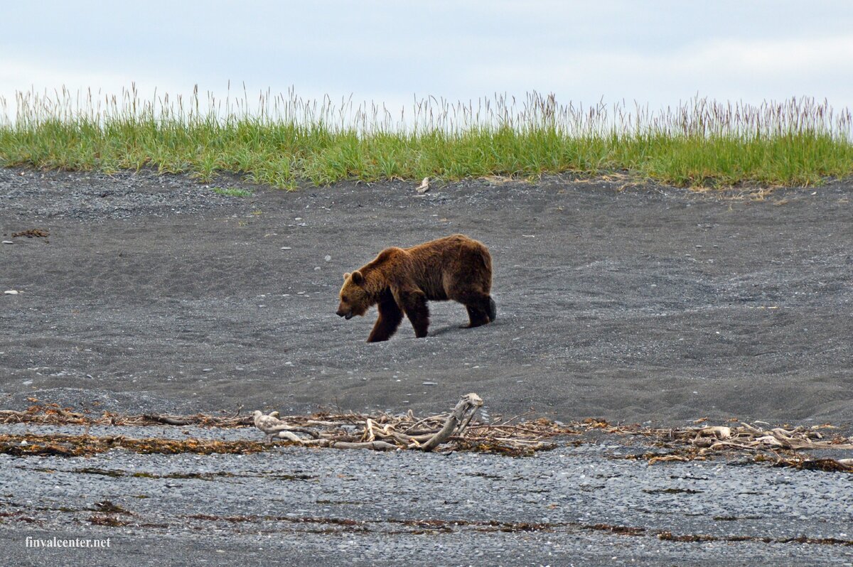  Косолапый что-то задумал...