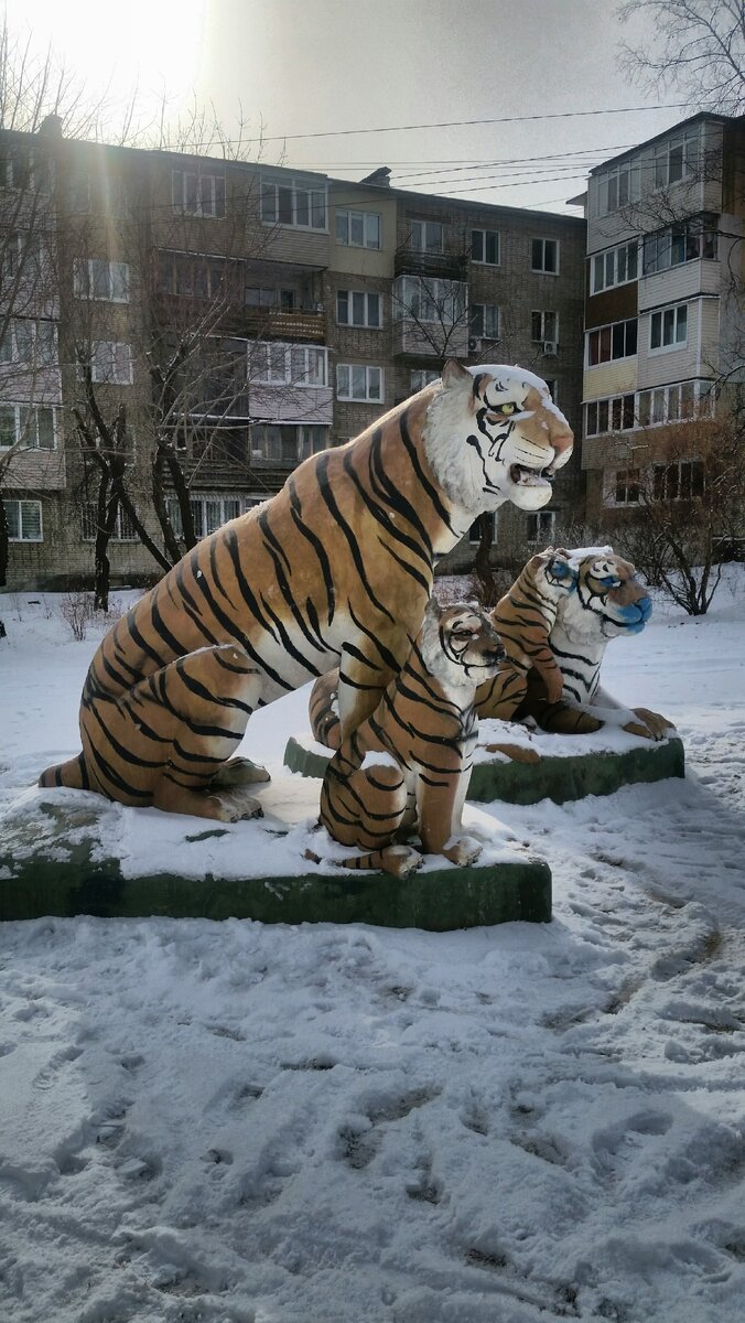 Семейство уссурийских тигров