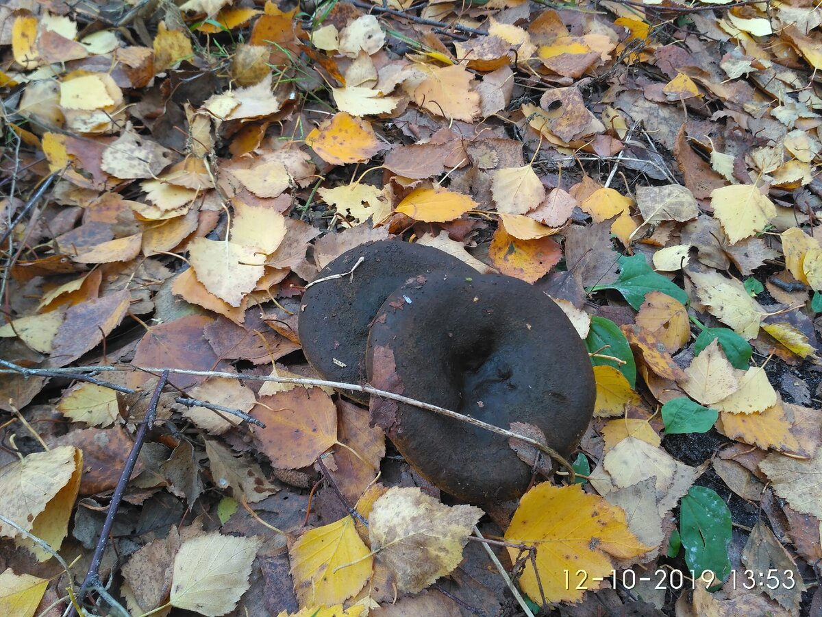 Очень вкусные грибы в мещерских лесах, но не все их знают | Прогулки по ...