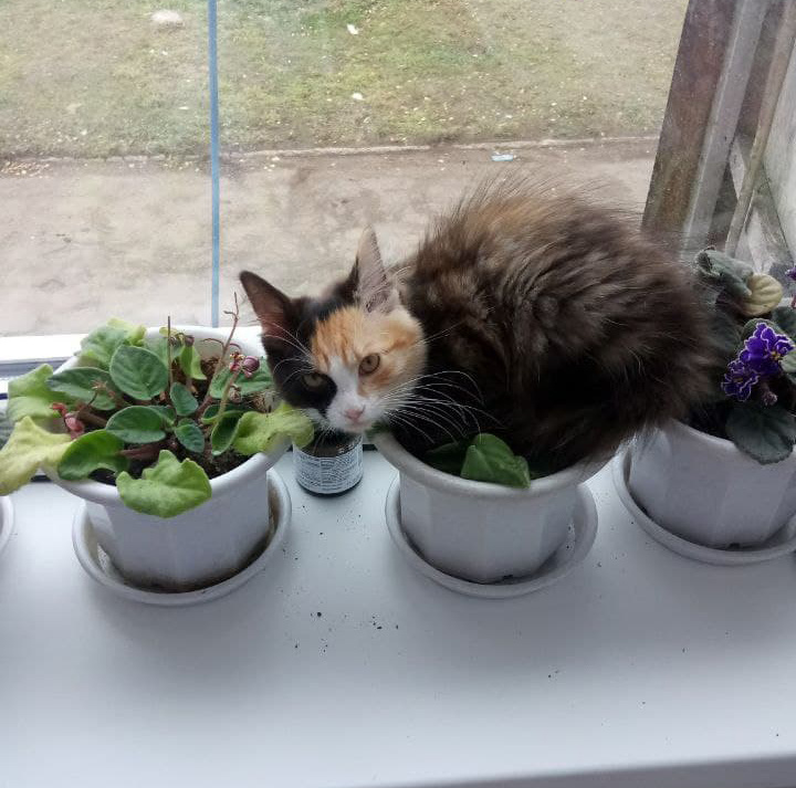                                                                                   Фиалки расцвели