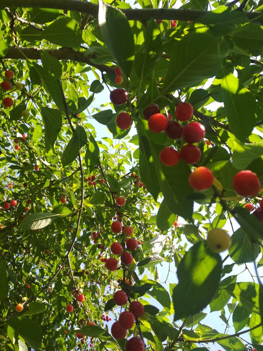 В этом году,на удивление,было много  ягод.