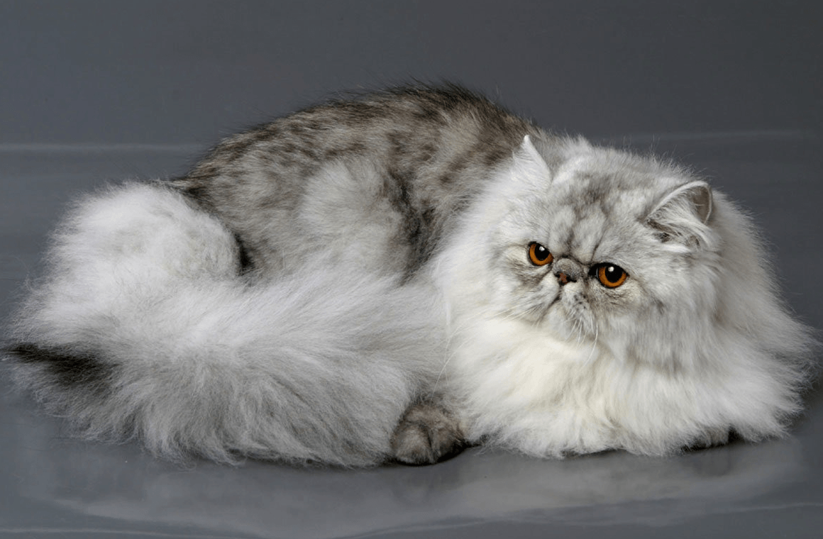 Персидская кошка