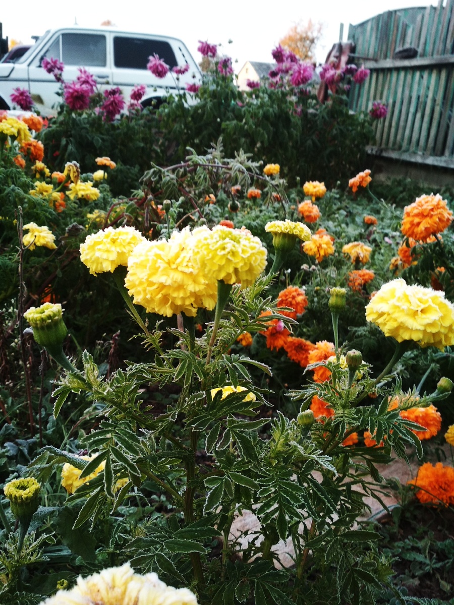 Это фото сделано уже в конец цветочного сезона. Фото из личного архива автора,2020