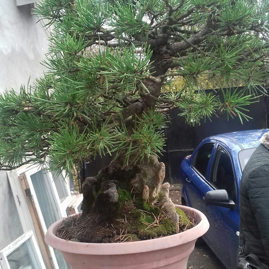 Сосна возрастом 27 лет и высотой 48 см (фото принадлежит автору)