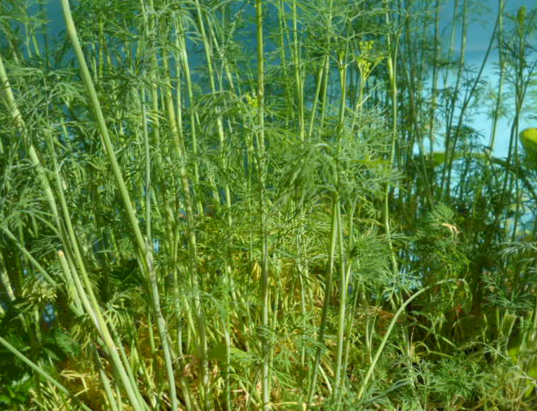 Укроп по своему красив ажурной зеленью