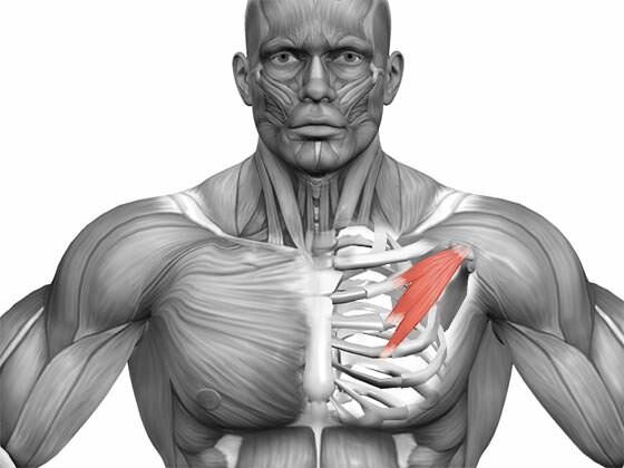 Малая грудная мышца.