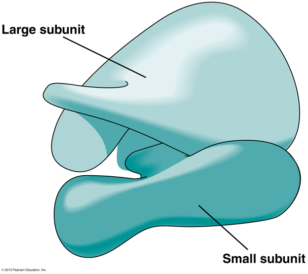 Строение рибосомы