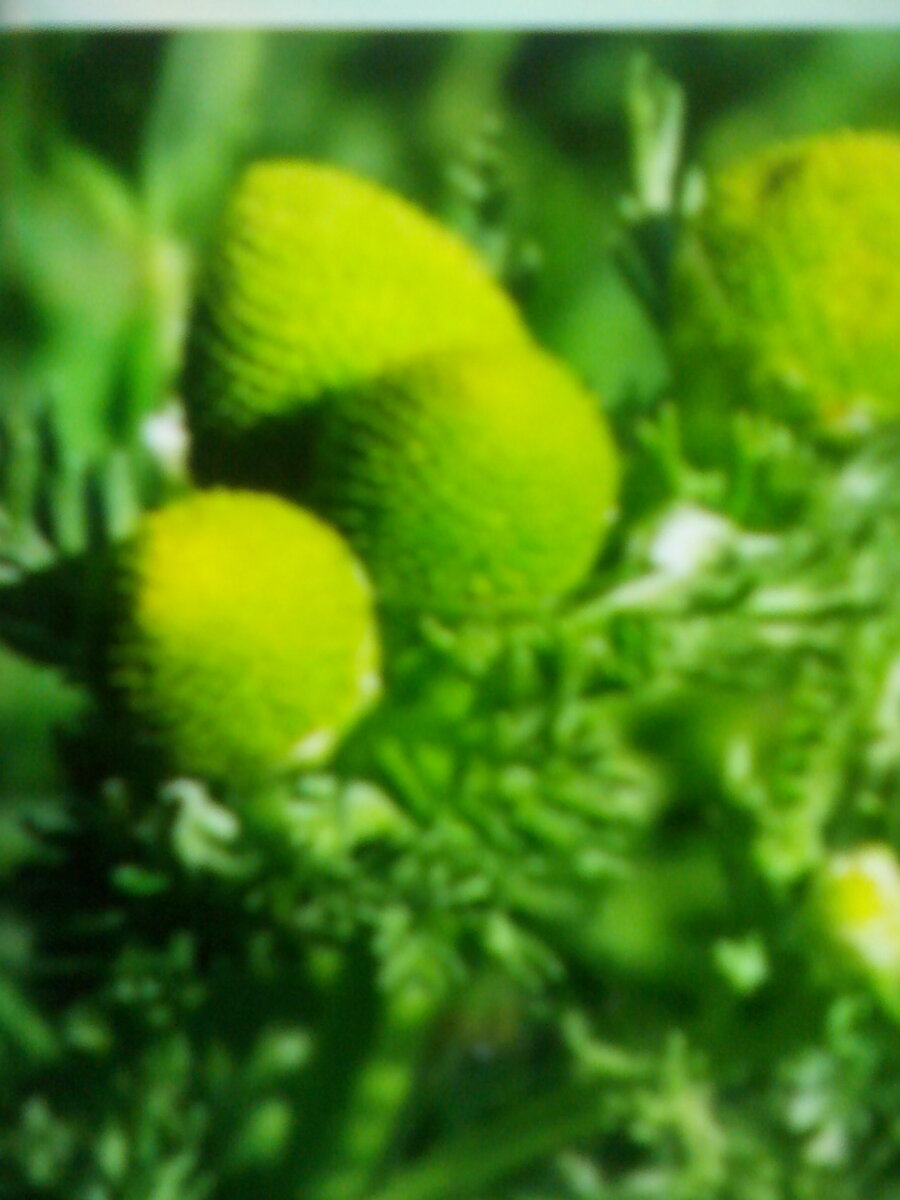 Вот она настоящая ромашка аптечная высота около 20 см  жёлтые головки без лепестков.