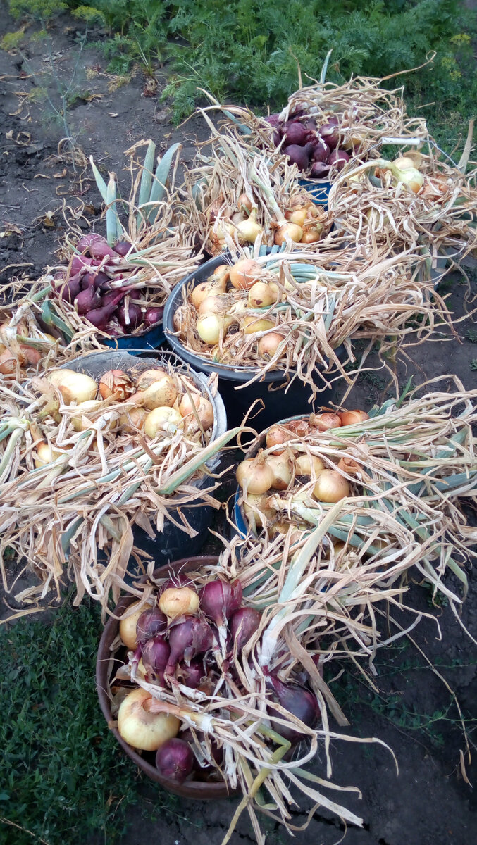 Такому урожаю я радуюсь от души. Лук крупный, крепкий, золотистый, а розовый к тому же очень вкусный и очень хорош в различных салатах. Фото автора.