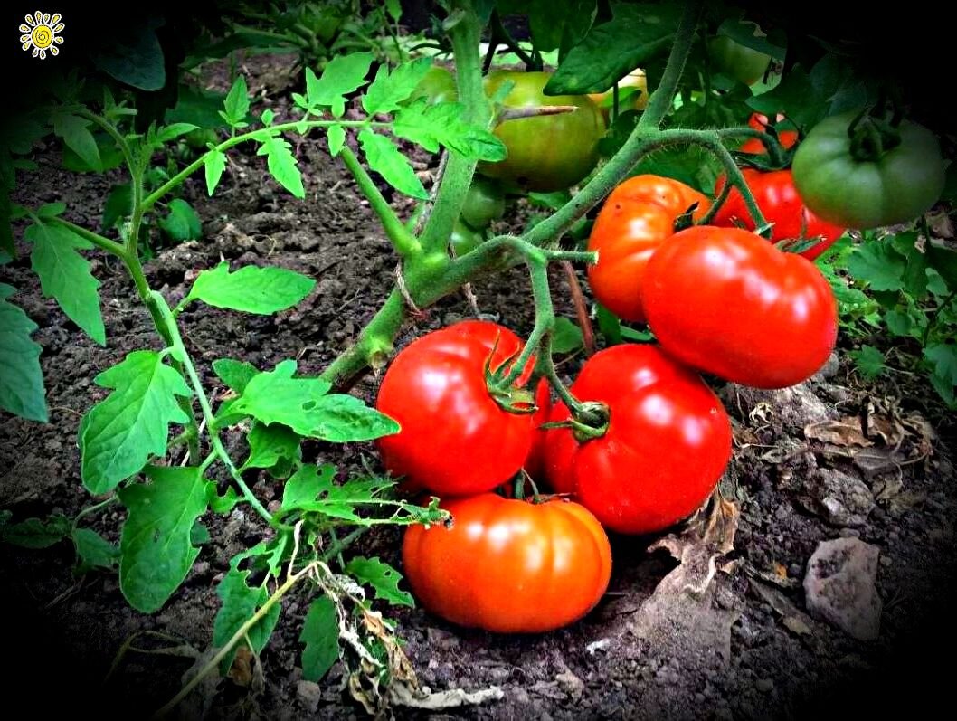 Мои помидорки во всей красе
