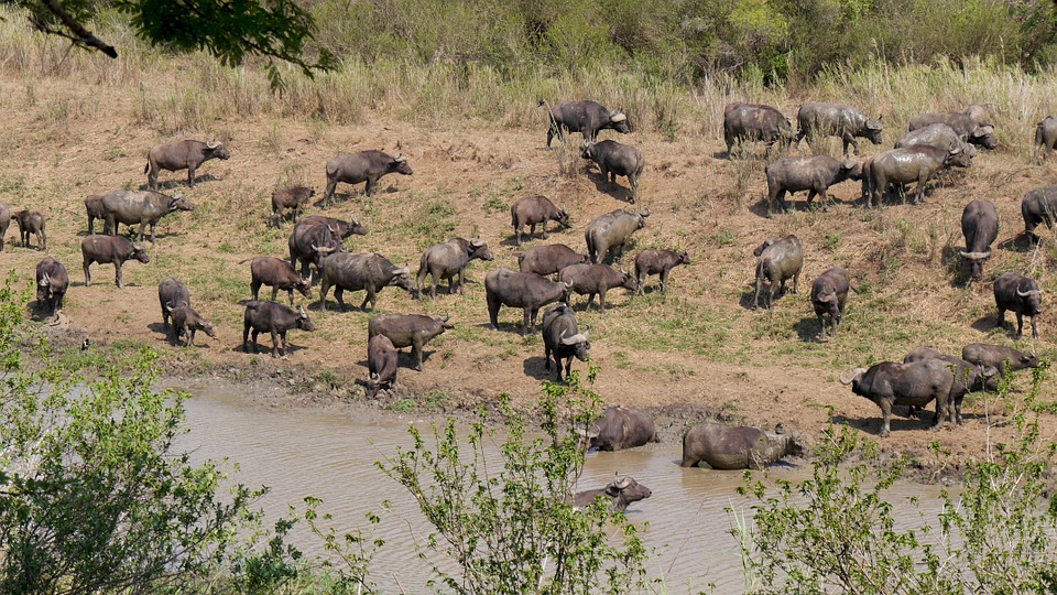 Малый фактически. Стадо африканских буйволов. Цаво национальный парк африканские Буйволы. Стадо буйволов Хванге Зимбабве. Буйволы на водопое.