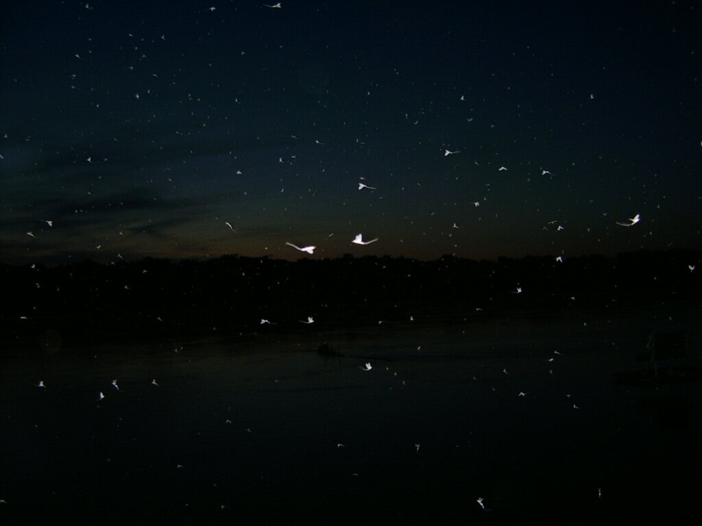 вылет поденки