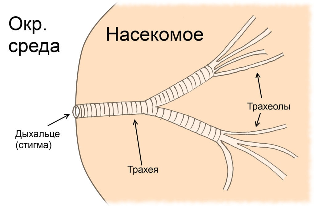 Что у насекомых вместо крови, и что за жёлтая каша вытекает из прихлопнутой мухи?3