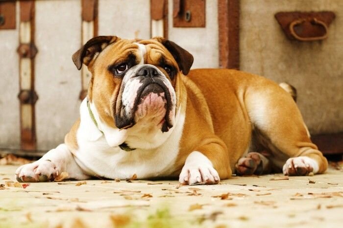 английский бульдог, источник фото: https://www.pinterest.ru/