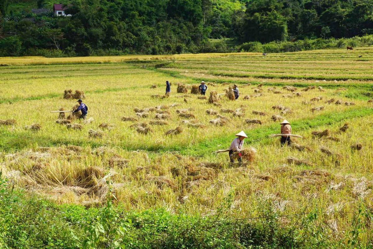 Сборы риса в Лаосе. Источник: https://ontheroadnow.com/rice-harvest-time-in-northern-laos-new-video/