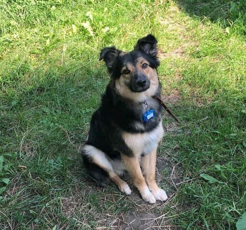 Девочка. 9 месяцев.  47 см в холке. Вес 11 кг.