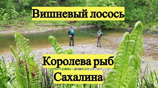 Вишневый лосось. Королева рыб Сахалина