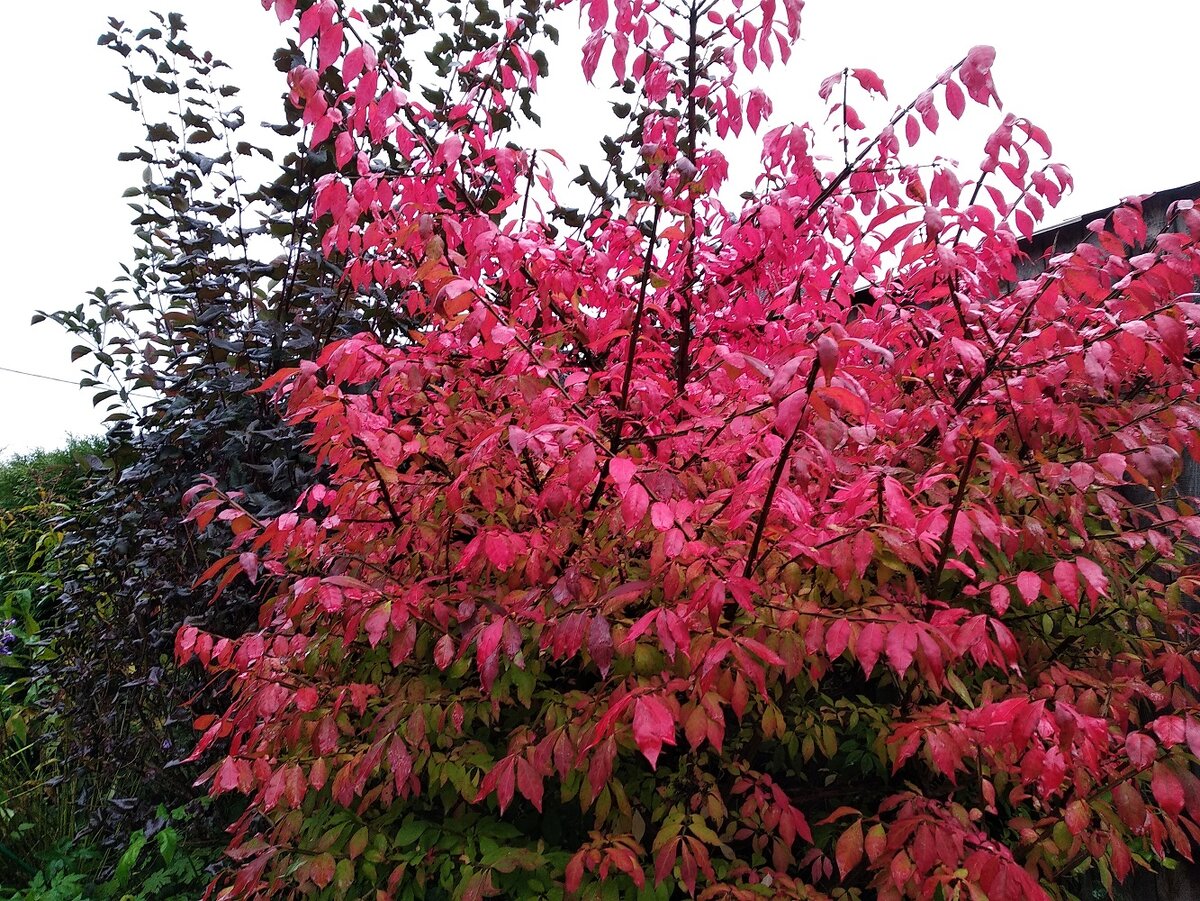 Только бересклет крылатый радует меня неизменно