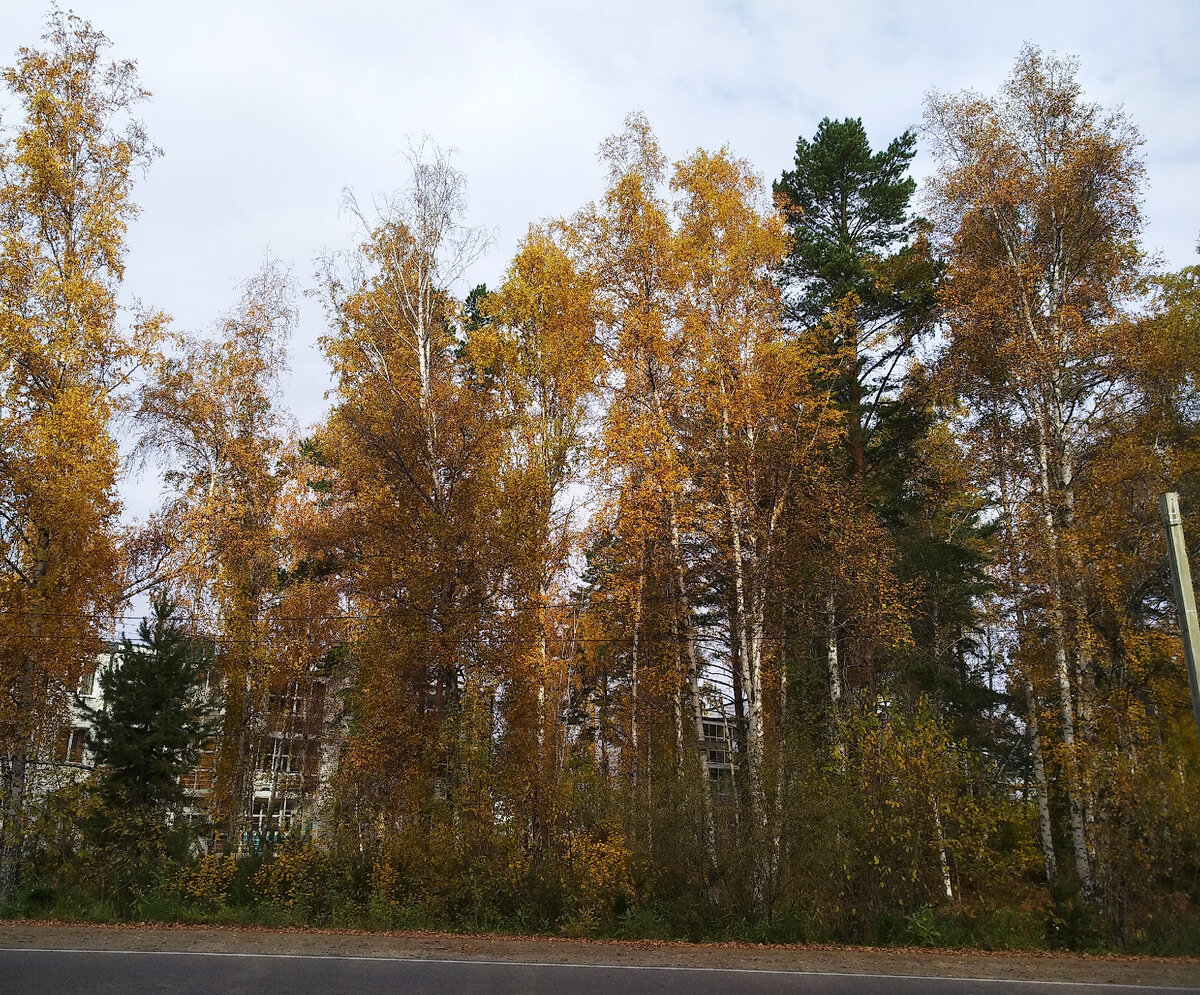 Домики прям посреди леса, действительно отличное место.