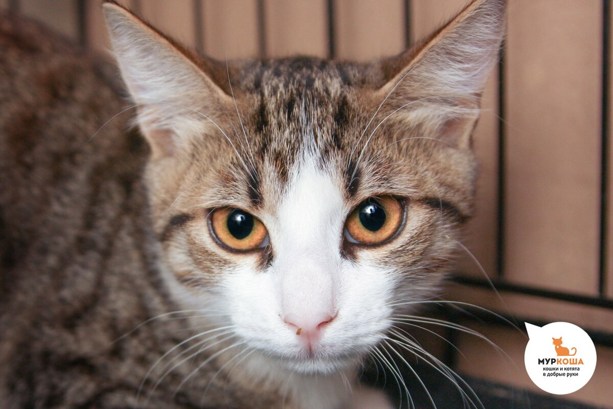 Лапочка Фуфыр