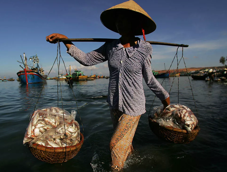 Рыболовство в Юго Восточной Азии. Вьетнам рыболовство. Рыболовство в Японии. Вьетнам рыбаки. Сельское хозяйство и промыслы