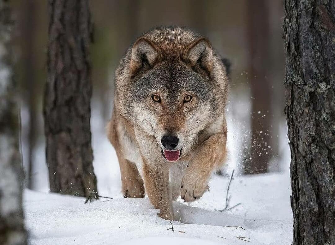Волк в зимнем лесу, за фото спасибо @wolf.wiso01