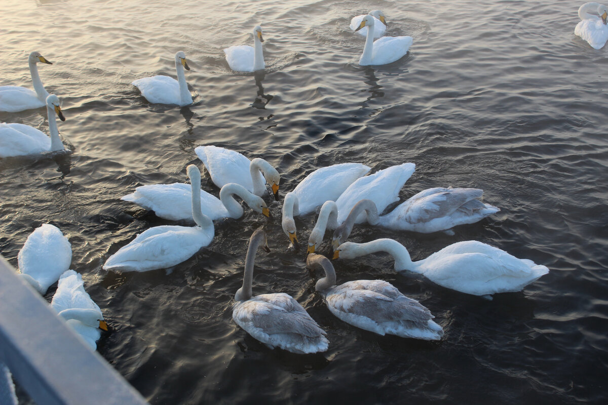 Лебединое озеро