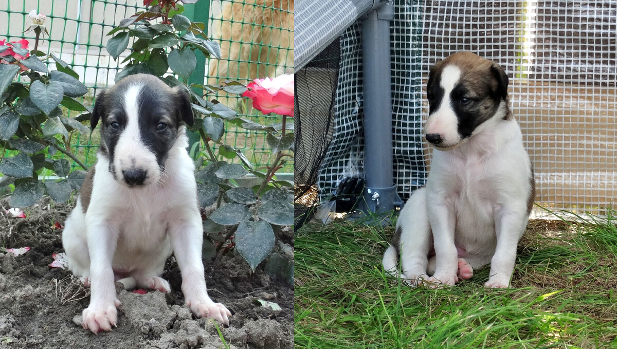 Слева - Зорица, справа- Мечта