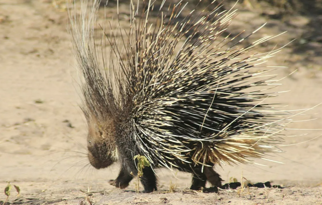 Напоминаем на всякий случай: ежи и дикобразы никак друг с другом не связаны! Дикобразы — это грызуны, а ежи — насекомоядные. 