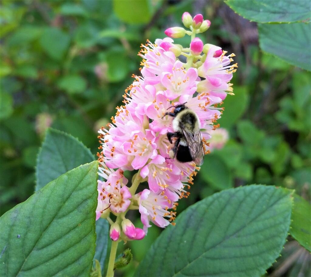  Сор Rosea. Фото с сайта: https://clck.ru/YtRv7.