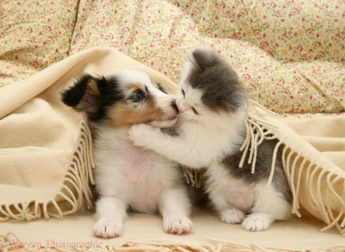 🐱🐶Можно ли брать кошку в дом, где живет большая собака | Нос, хвост, лапы  | Дзен