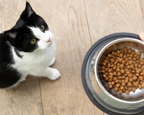 Можно котят кормить взрослым кормом. Корма у женщины. Cat food for Kittens. Кота кормят лапшой. Doctor Marty Cat food.