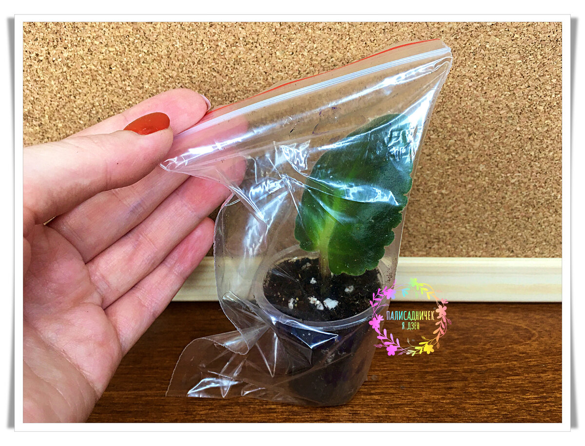 В грунте мои стоят в таких вот тепличках: пластиковый стаканчик в закрытом зип-пакете. Разные способы перепробовала уже. Ничего лучше, на мой взгляд, не придумано. Листайте дальше, пожалуйста. ⏩⏩