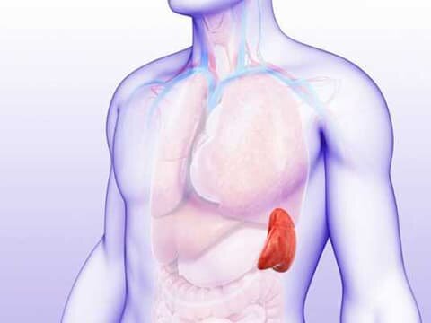 Спленомегалия - причины, симптомы, признаки, диагностика, лечение
