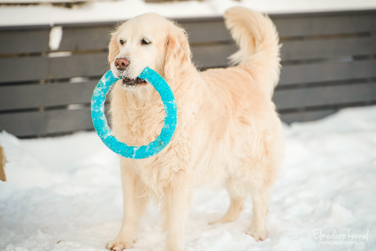 Эмили обожает игрушки. Домашние игрушки не живут дольше 5 минут, поэтому все её игрушки доступны только на улице.
